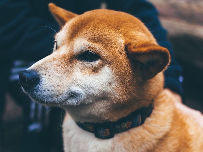 Shiba Inu Adopts Tech to Bring More Privacy For SHIB Token Holders