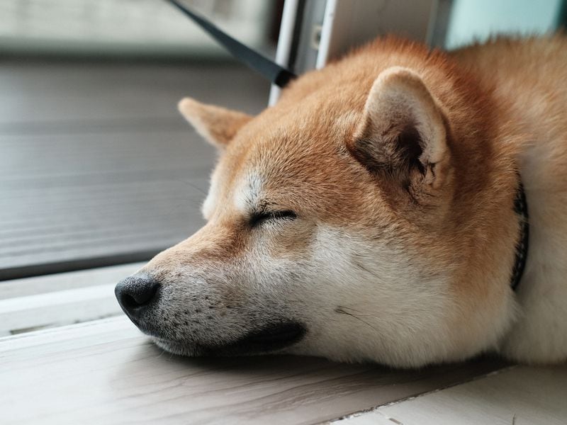 Dogecoin (DOGE) Prices Fall as Traders Bet Against Token, “Memecoin Summer on Hold,” Some Say